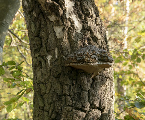 trunk of a tree