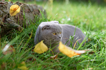 Naklejka na ściany i meble purebred gray cat sitting outside on the grass around autumn
