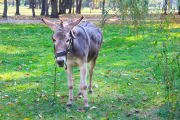 The donkey in the Park. The walk and the zoo. Pets, and care for them.