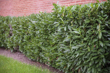 Green plant along with a red wall