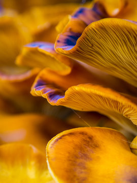 Orange Mushrooms Close Up, Jack O Lantern Fungus