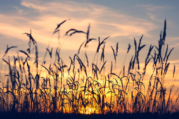 Summer evening landscape with reeds against the sunset background - obrazy, fototapety, plakaty