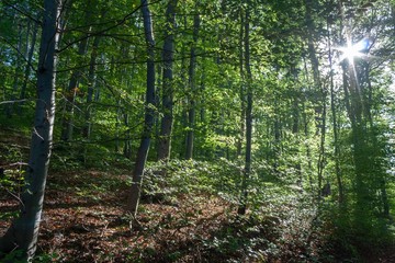 Laubwald in Purkersdorf