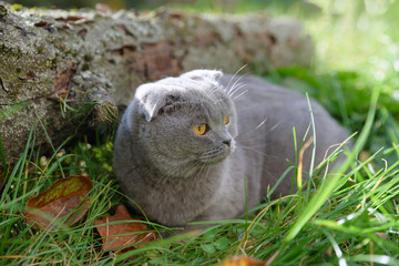 purebred gray cat sitting outside on the grass around autumn