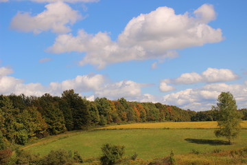 Fototapeta premium Colors of Fall