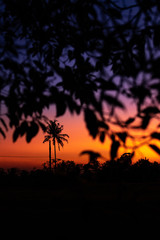 Silhouette of palm trees at tropical sunset on Bali island.