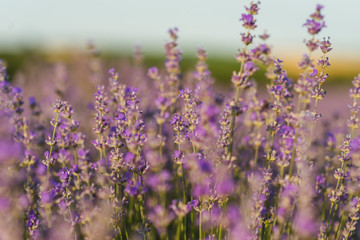 Fototapeta premium field of lavender