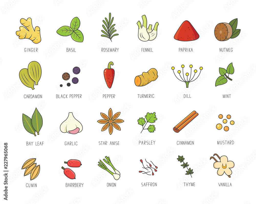 Wall mural vector set of culinary spices and herb for your menu or kitchen design. condiments collection, ginge