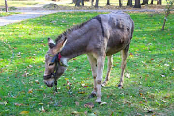 The donkey in the Park. The walk and the zoo. Pets, and care for them.