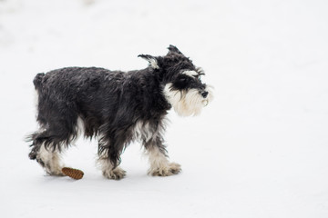 Dog breed miniature Schnauzer in clothes overalls for a winter walk