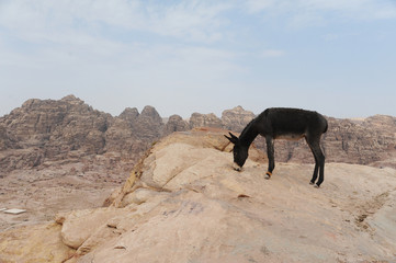Ruins of Petra, Lost rock city of Jordan, Middle East