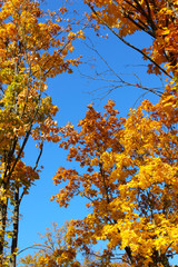 Yellow maple leaves on blue sky background. Autumn and good weather. Positive, health, happiness.