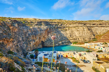 Gozo landscape through the flowers, Malta