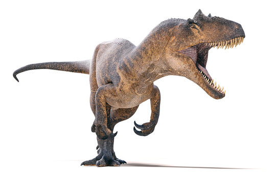 Fototapeta 3d Allosaurus render on white background
