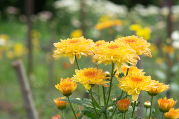 yellow chrysanthemum in the garden on nature background