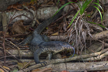monitor lizard climbing from the water