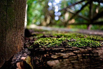 Alte Holz Brücke