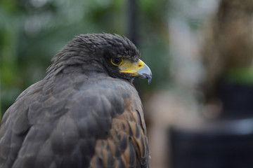 Harris Hawk perching on tree