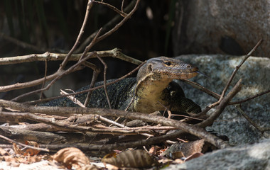 monitor lizard climbing from the water