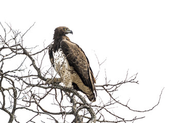 Martial Eagle in Kruger National park, South Africa ; Specie Polemaetus bellicosus family of Accipitridae
