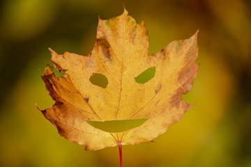 goldener Herbst Ahornblatt lachendes Gesicht 03