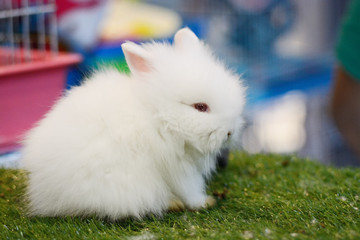 rabbit juveniel