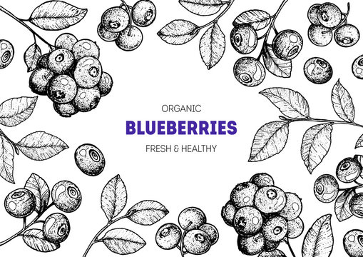 Blueberries frame vector illustration. Hand drawn berries. Vintage style design. Organic food, healthy food.