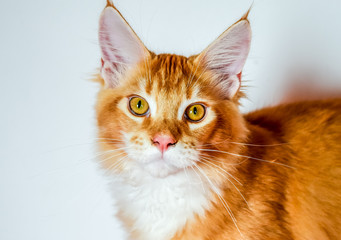 Maine Coon cat Giant maine coon cat. Breeding of purebred cats at home.