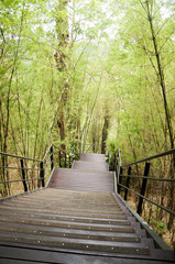 Stair case reach down to the bamboo forest