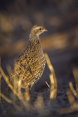 Natal francolin in Kruger National park, South Africa ; Specie Pternistis natalensis family of Phasianidae