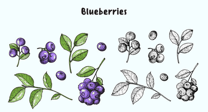 Blueberries. Vector illustration collection. Hand drawn berries. Sketch illustration. Vintage style design. Organic food, healthy food.