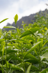 Tea plantation Cameron highlands, Malaysia