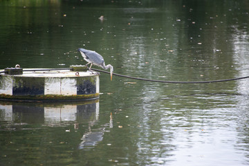 heron admires its own reflection in water with light shimmering in the background and autumn leaves floating on the surface of the river