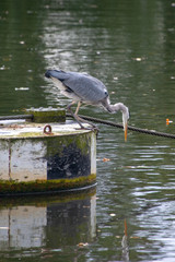 heron admires its own reflection in water with light shimmering in the background and autumn leaves floating on the surface of the river