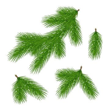 Set of pine branches for christmas design. Pine in a realistic style. Vector .Eps10.