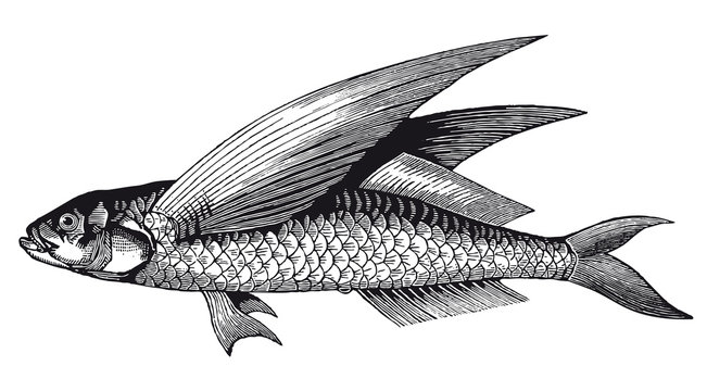 Vector High Detail Flying Fish Engraving