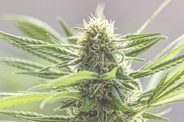 Selective focus on a cannabis blooming  plant