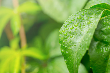 Rain drops on the leaves of wild grapes with isolated green background. Green leaves of wild grapes in the summer in the forest..
