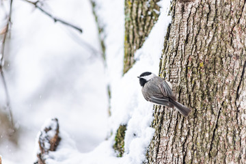 Closeup of funny black-capped chickadee, poecile atricapillus, bird sitting perched on tree trunk during heavy winter snow ruffling fluffing feathers cold in Virginia, snow background