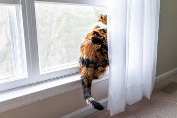 Funny calico cat sitting on windowsill window sill looking watching between curtains blinds at birds