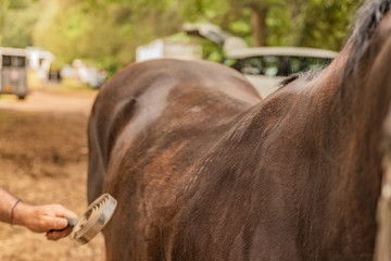 Beautiful brown Italian stallion. Horse markete scene, national selling period for high end animals in the rich countryside. Gentlemen and open air.