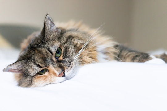 Closeup portrait of cute sad calico maine coon cat face lying on bed in bedroom room,  depression