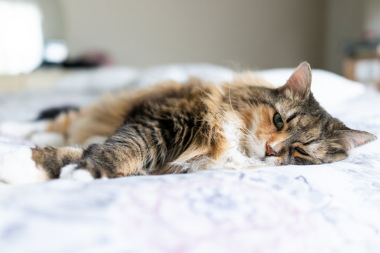 Closeup portrait of cute sad lazy calico maine coon cat face lying on bed in bedroom room comforter, looking down, depression