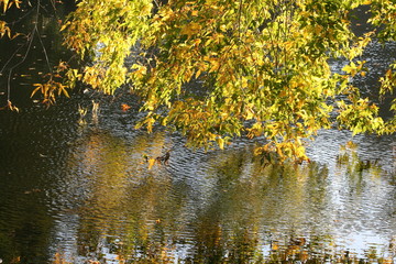 Herbst am Fluß - goldener Oktober