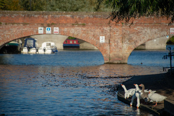 flock of geese stood by riverside with ancient arched bridge in the background