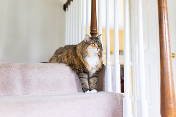 Maine coon calico cat looking resting both paws on carpet floor steps indoors inside house comfortable, large breed mane or ruff