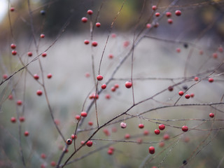 Background late autumn red small berries close-up