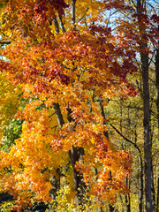 Colorful autumn maple background