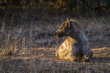 Spotted hyaena in Kruger National park, South Africa ; Specie Crocuta crocuta family of Hyaenidae