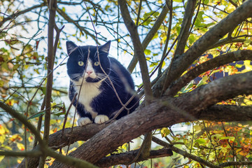 Black Cat sitting on the tree